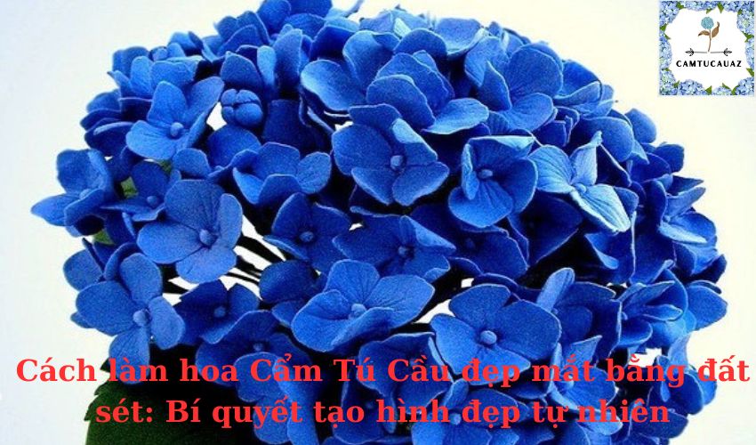 Cách Làm Hoa Khô Cẩm Tú Cầu: Bí Quyết Giữ Hoa Tươi Đẹp Lâu Dài